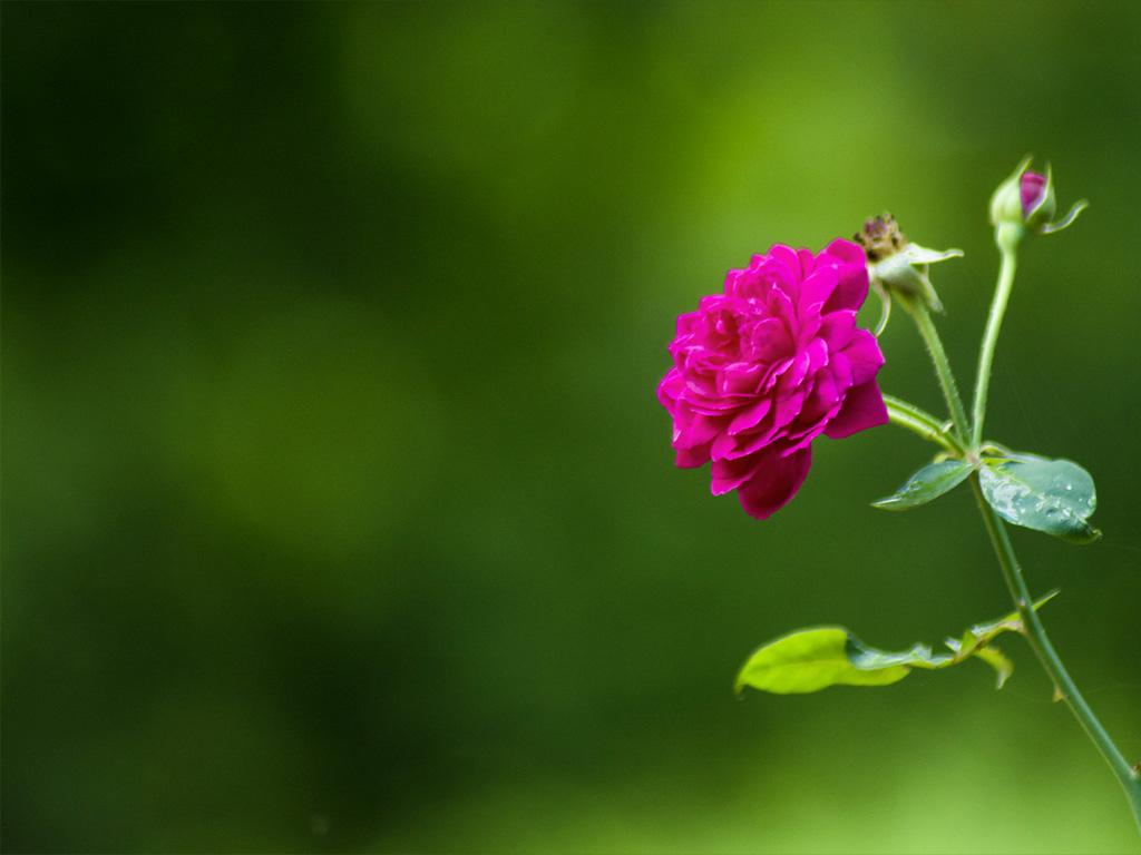 Von Shagil Kannur - Eigenes Werk, CC-BY-SA 4.0, https://commons.wikimedia.org/w/index.php?curid=60787635