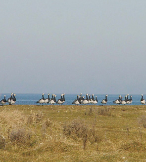 &copy; by Inge Jetzer